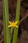 Curtis' star-grass